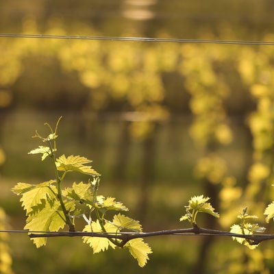 Collio da uve autoctone - Tre vitigni una sola identità